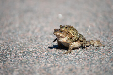 Common toads, bufo bufo, during mating time at spring. Close up shot, shallow depth of field, background with copy space, place for text. Nature photography taken in April in Sweden.