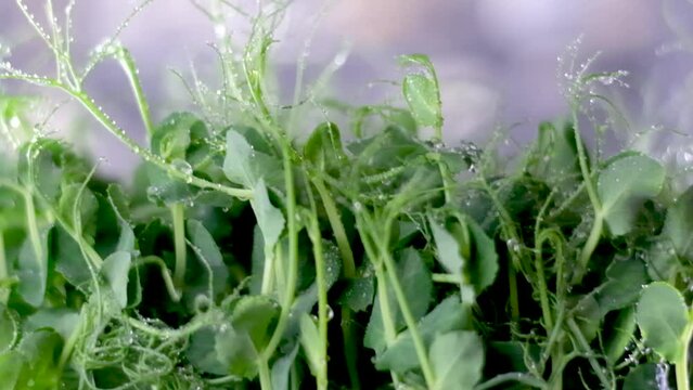 Pea microgreens birth close-up. Green micro plants pisum germination. Juicy young sprouts in containers. Germination of beanstalk crop seeds. Healthy nutrition and organic food. High quality