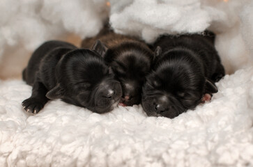 cute photo session of newborn puppies in fluffy clouds