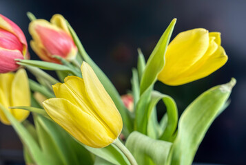 Fototapeta premium tulips