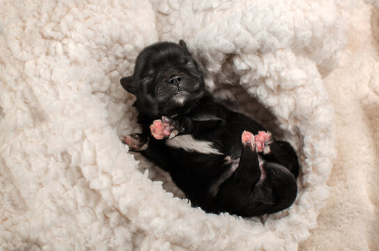 cute photo session of newborn puppies in fluffy clouds