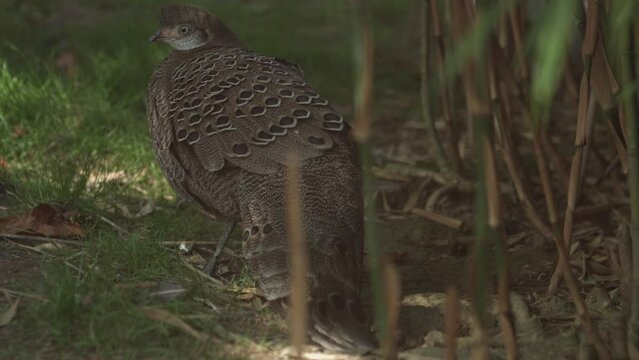 Burmese Grey Peacock Pheasant. Polyplectron bicalcaratum bicalcaratum living on the ground in nature. 
