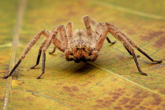 Huntsman spider due to the speed and also known as the giant crab spider, due to the way they look.