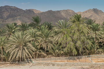 Fototapeta na wymiar Wadi mit Palmen im Hadschar-Gebirge