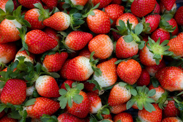 Harvesting fresh raw ripe strawberry
