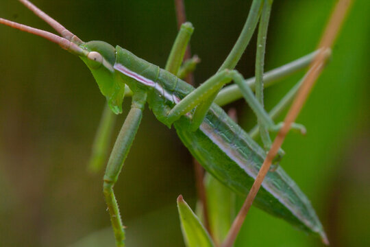 Pedo Bilder Durchsuchen 233 Archivfotos, und Videos