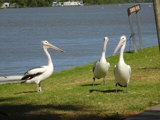 Obraz premium Groupe of Pelicans near the water