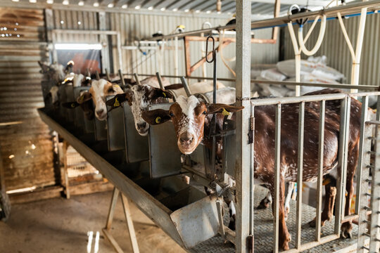 Goats inside farm on structure prepared for milking extraction with automatic machine
