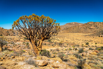 A single indigenous Quiver Tree, Kokerboom, (Aloe dichotoma) standing alone in a typical dry wide...