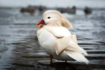 Male white mandarin duck albino standing in water of lake in winter