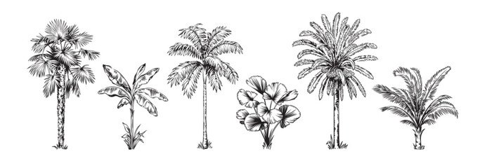 Hand drawn black and white tropical palms. Vector illustration set. Hawaiian plants in realistic style. Foliage design. Botanical elements isolated on a white background.