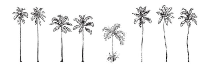 Fototapeta na wymiar Hand drawn black and white tropical palms. Vector illustration set. Hawaiian plants in realistic style. Foliage design. Botanical elements isolated on a white background.