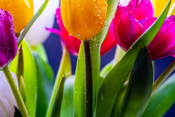 Tulips of different colors with water drops close-up.