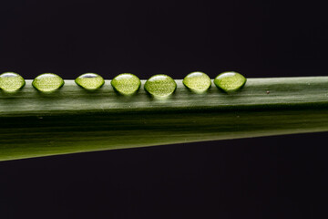 Water drops on the stem of the plant close-up.