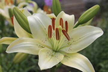 Delightful white lilies in the garden