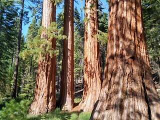 Sequoia trees