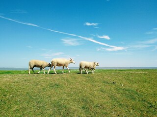 Three sheep on a dyke in northern Germany