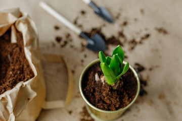 Gardening tools and green hyacinth plant in pot on table