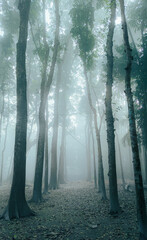 A beautiful misty forest.