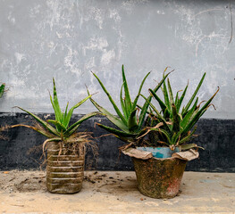 plant on the wall