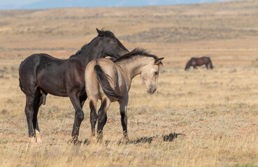 Fototapeta premium Pair of Young Wild Horse Stallions Sparring in the Wyoming Desert in Autumn