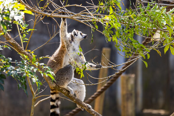 Playful lemur frolicking in the trees