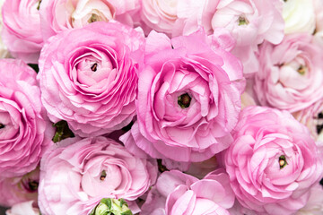 Pink Ranunculus flowers textured background. Summer floral Wallpaper