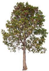 PNG tree transparent background, hight qaulity real tree soft light shooting