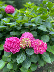 Fototapeta premium large pink hydrangeas with broad green leaves