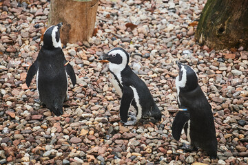 Three penguins on the background of small stones. Penguins in the zoo.
