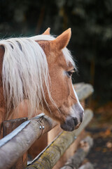 Obraz premium A red-colored horse with a white mane near a wooden fence. A horse in a stall and three wooden partitions.