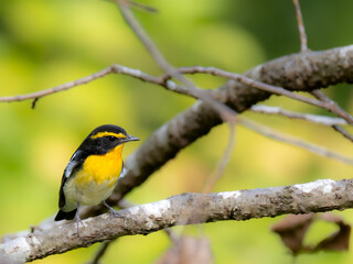 神戸森林植物園のキビタキ・オス