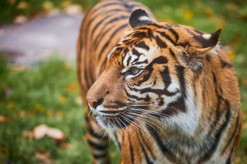 Tiger. Tiger head close-up on a green background. The wild nature. Zoo.