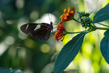 The Sara longwing (Heliconius sara) is a species of neotropical heliconiid butterfly perched on the flower of Lantana camara or common lantana. Nature. Plant. butterfly.