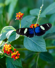The Sara longwing (Heliconius sara) is a species of neotropical heliconiid butterfly perched on the flower of Lantana camara or common lantana. Nature. Plant. butterfly.
