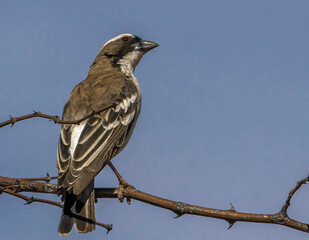 Portrait of a male white-browed sparrow-weaver photographed in sunny day on safari in Namibia.