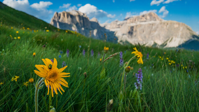 Beautiful landscape of alpine meadow in the mountains (Dolomites) and yellow flower with a bug in a close up