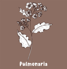 Pulmonaria flower hand drawn sketch. Vector illustration. Springtime flower.