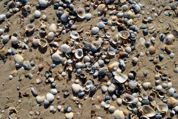 shells on the beach
