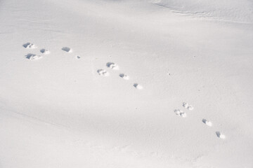 Hare footprints in the snow