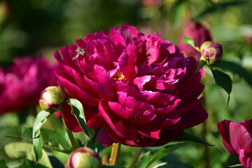 Peonies with red flowers on a background of green leaves