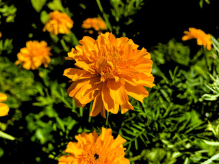 Yellow marigold flower