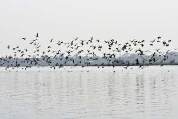 Indian cormorant groups flying over a lake in Tripura , India .