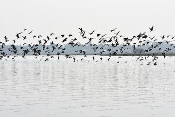 Indian cormorant groups flying over a lake in Tripura , India .