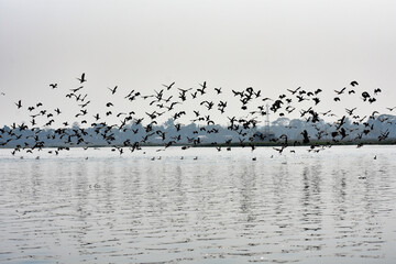 Indian cormorant groups flying over a lake in Tripura , India .