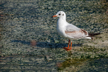 White seagull with yellow beak sitting on the pier and look to camera. Sea bird. Blurred background. Space for text. Beautiful nature.