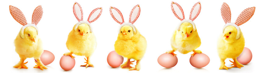 Little cute newborn baby chick for Easter celebration.
