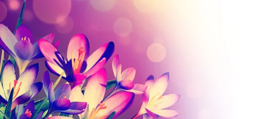 Fotobehang Krokus Blooming purple crocus flowers in a soft focus on a sunny spring day  © Thaut Images