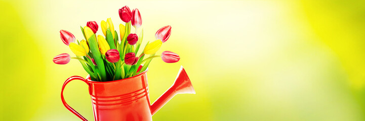Colorful tulip bouquet in a watering can. Concept of spring and gardening.