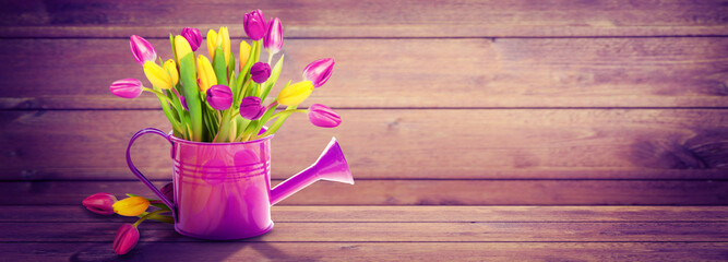 Colorful tulip bouquet in a watering can. Concept of spring and gardening.